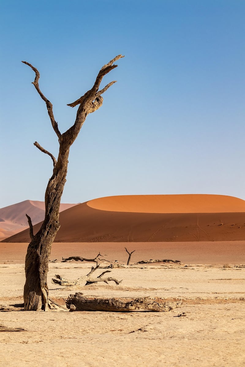 Desert Exploration